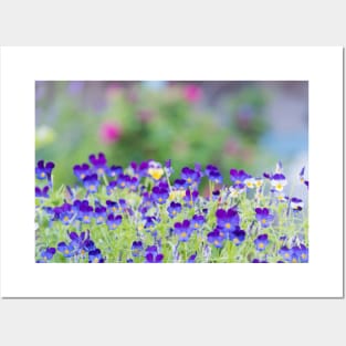 Little Purple Pansies Cottage Garden Posters and Art